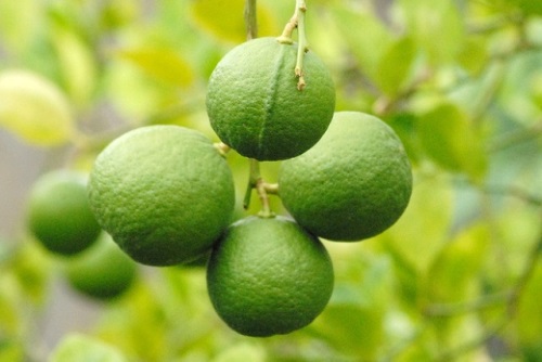 An Giang: Hiệu quả từ trồng giống chanh bông tím